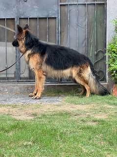 german shepherd