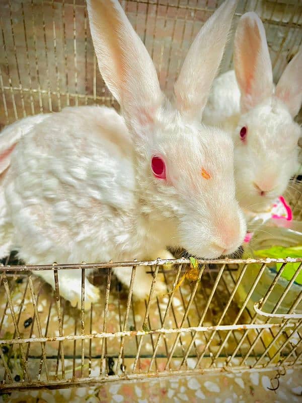 3rabbits for sale 3