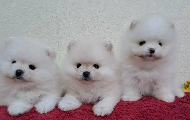 Imported pomeranian puppies available for booking 1