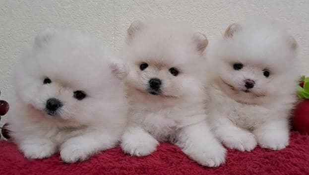 Imported pomeranian puppies available for booking 2