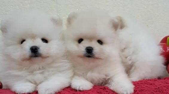 Imported pomeranian puppies available for booking 3