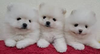 Imported pomeranian puppies available for booking