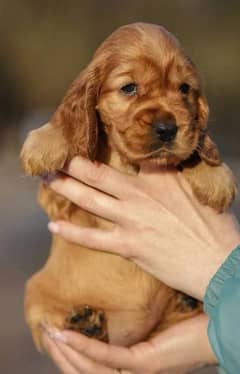 Imported American cocker spaniels puppies available for sale