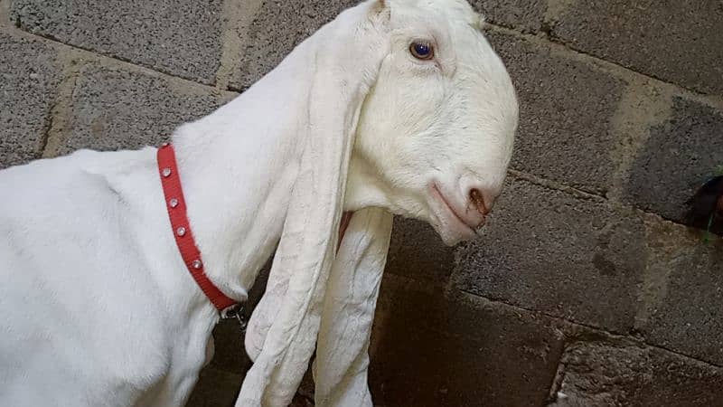 golabi bakri 1