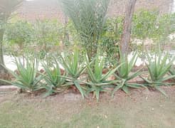 aloevera for sale hai