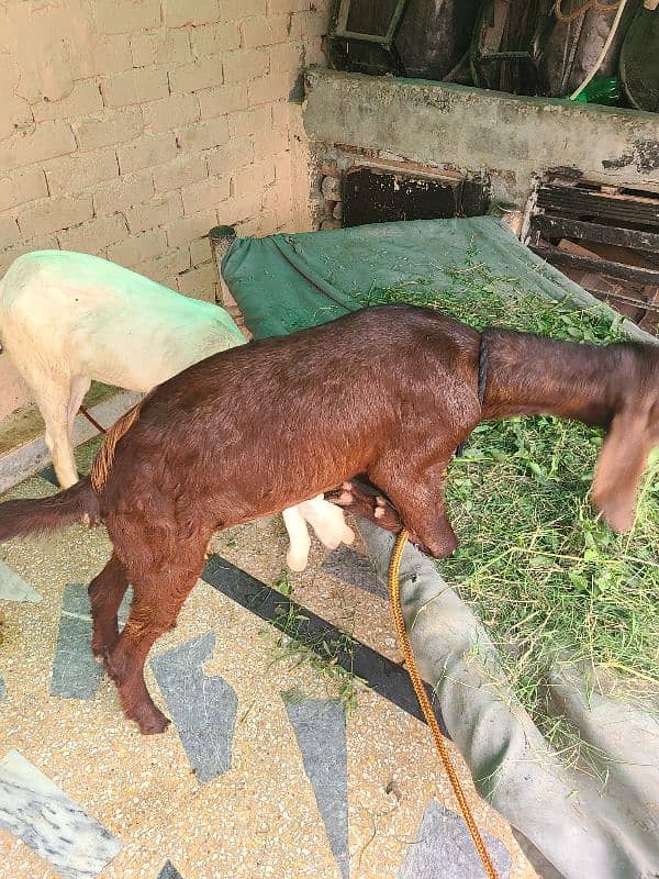 2 Bakra 1 bakri 5