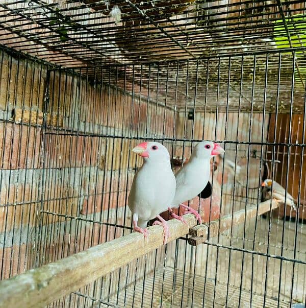 White Java Breeder Pair For sale 2