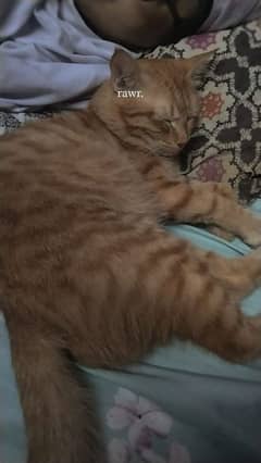 PERSIAN MALE CAT FOR SALE