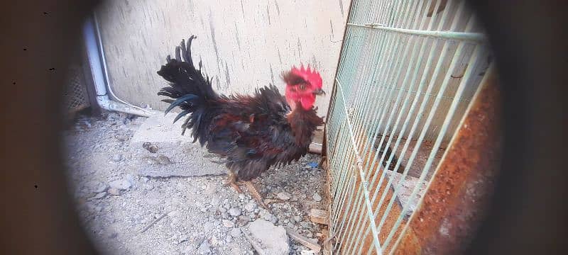 black bantam 13