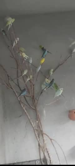 Mature Breeding Budgies for sale