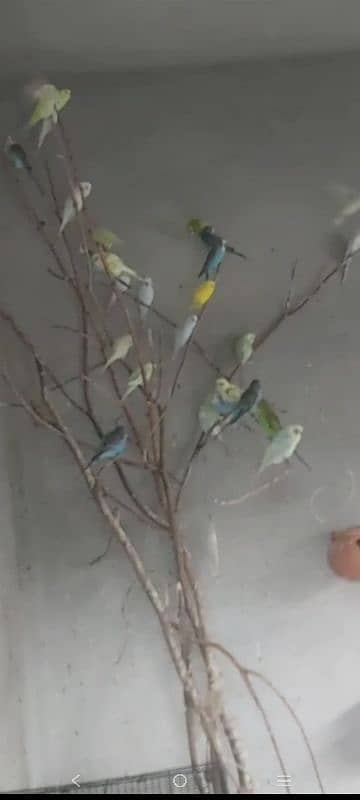 Mature Breeding Budgies for sale 0