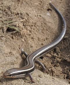 Limpopo burrowing skink