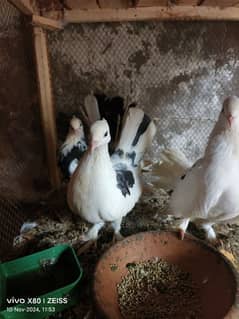 7 American lakay pigeons