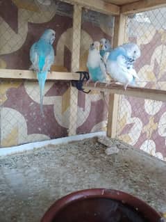 budgies