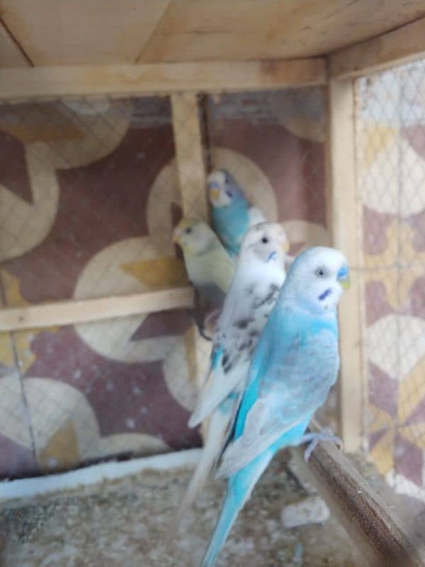 budgies and finchies 3