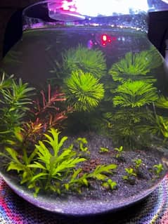 New Planted Bowl - Fish Bowl - With Shrmips