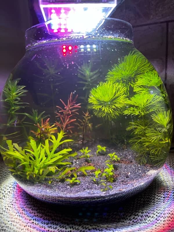 New Planted Bowl - Fish Bowl - With Shrmips 1