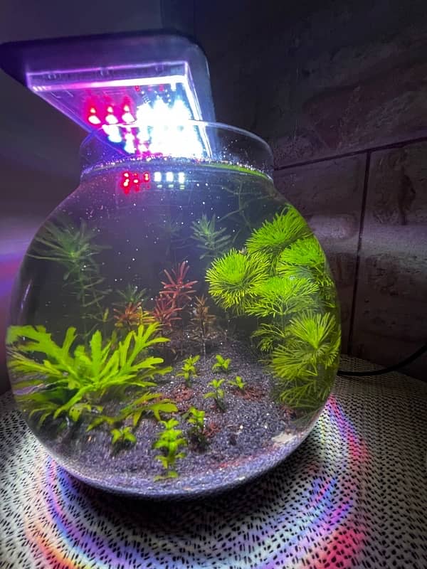 New Planted Bowl - Fish Bowl - With Shrmips 2