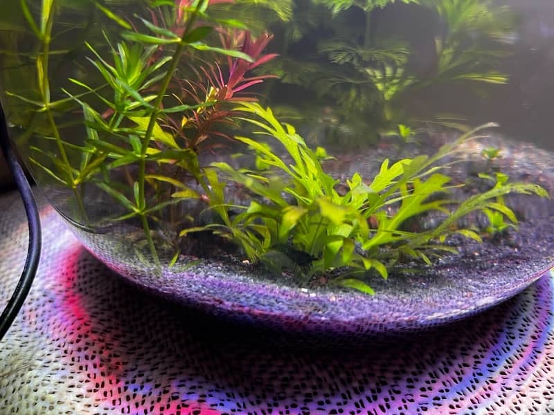 New Planted Bowl - Fish Bowl - With Shrmips 3