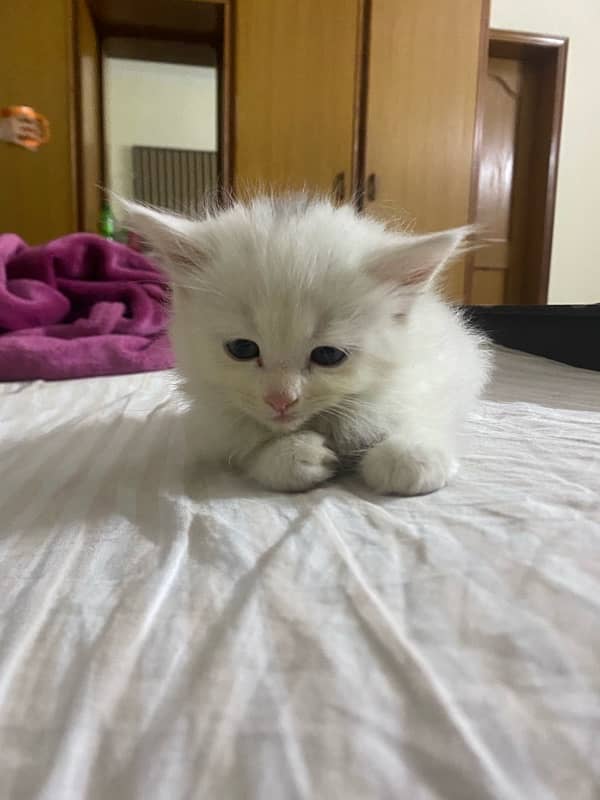 White Doll face Persian Cata Purebred 1