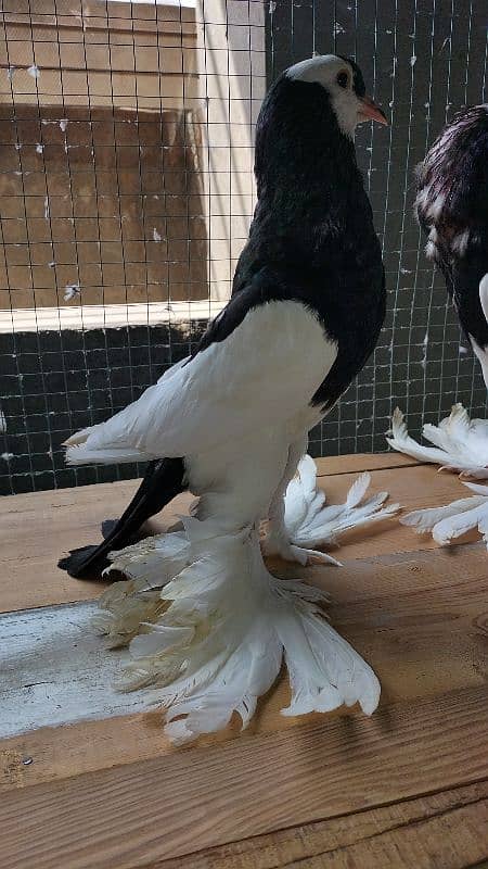 black magpie reversing pair available 1