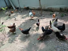 Golden misri hens for sale