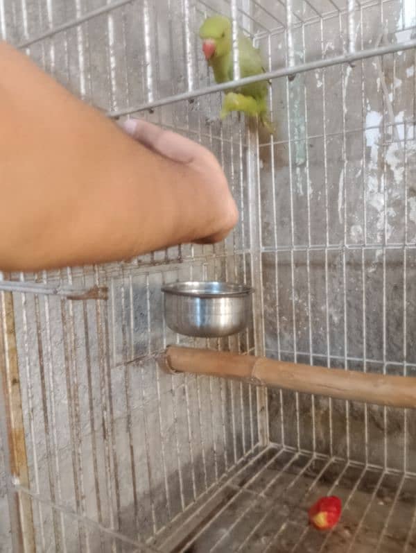 Ringneck ful hand time video mel jaga03181066854 5