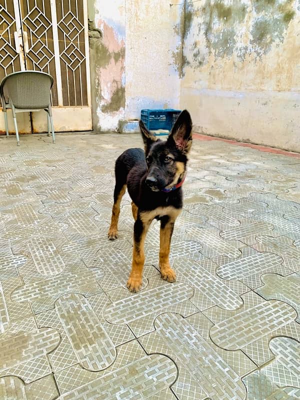 German shepherd 3 months double coat 3