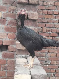 aseel hen for sale