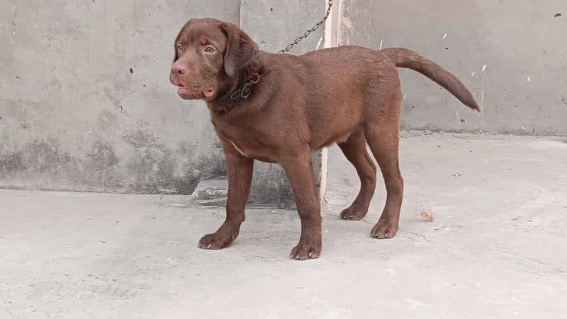 chocolate Labrador for sale 0