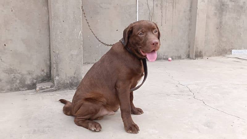 chocolate Labrador for sale 1