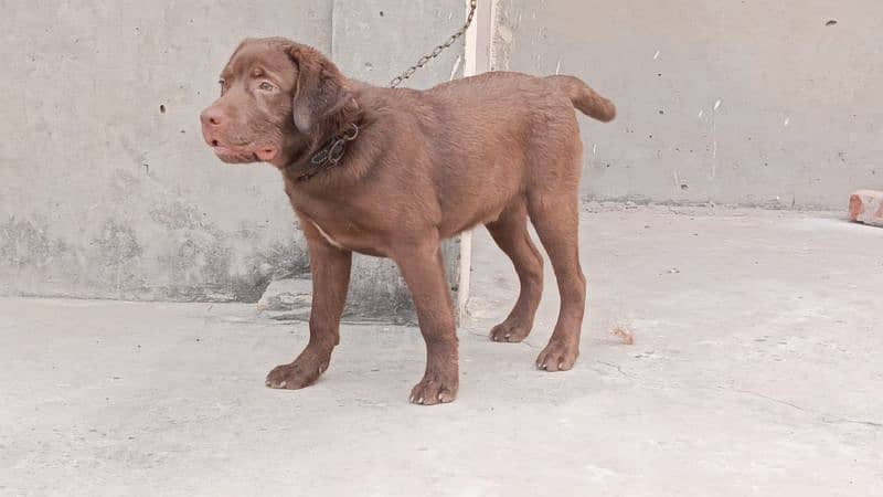 chocolate Labrador for sale 2