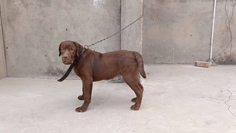 chocolate Labrador for sale 3