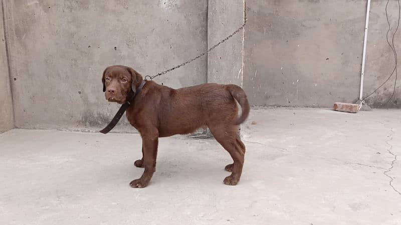 chocolate Labrador for sale 4