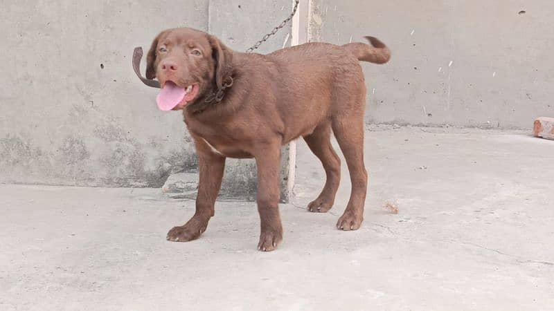 chocolate Labrador for sale 5