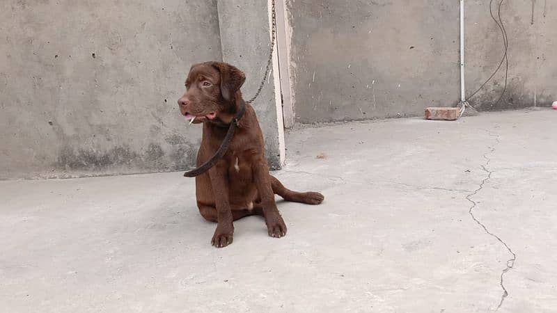 chocolate Labrador for sale 6