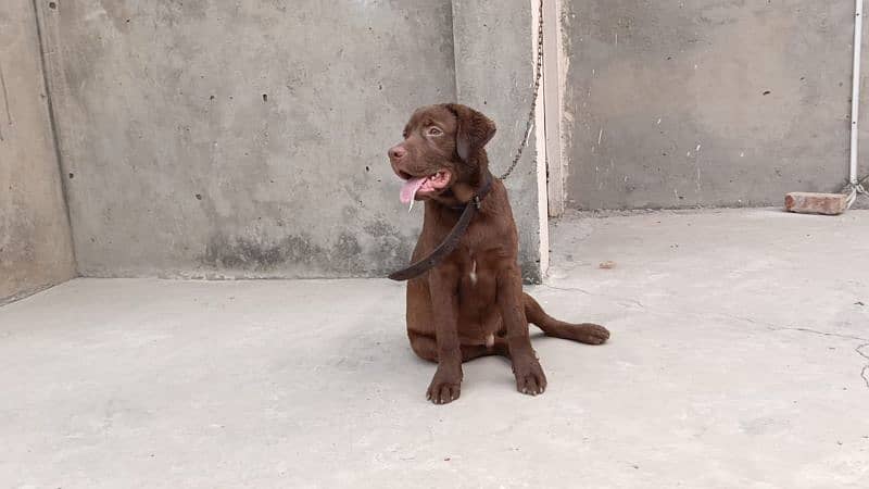 chocolate Labrador for sale 7