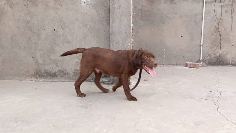 chocolate Labrador for sale 8