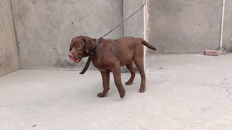 chocolate Labrador for sale 9