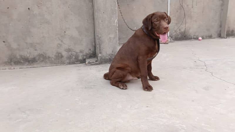 chocolate Labrador for sale 10