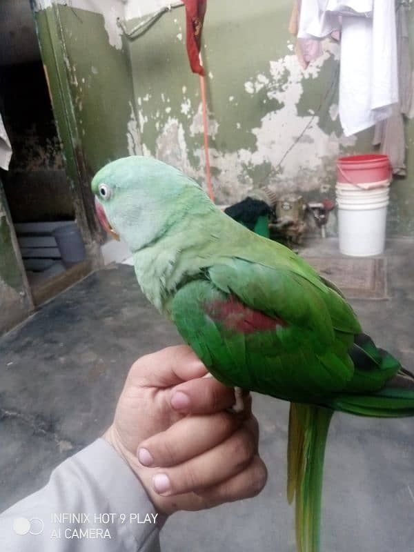 kashmiri parrot male and female 1