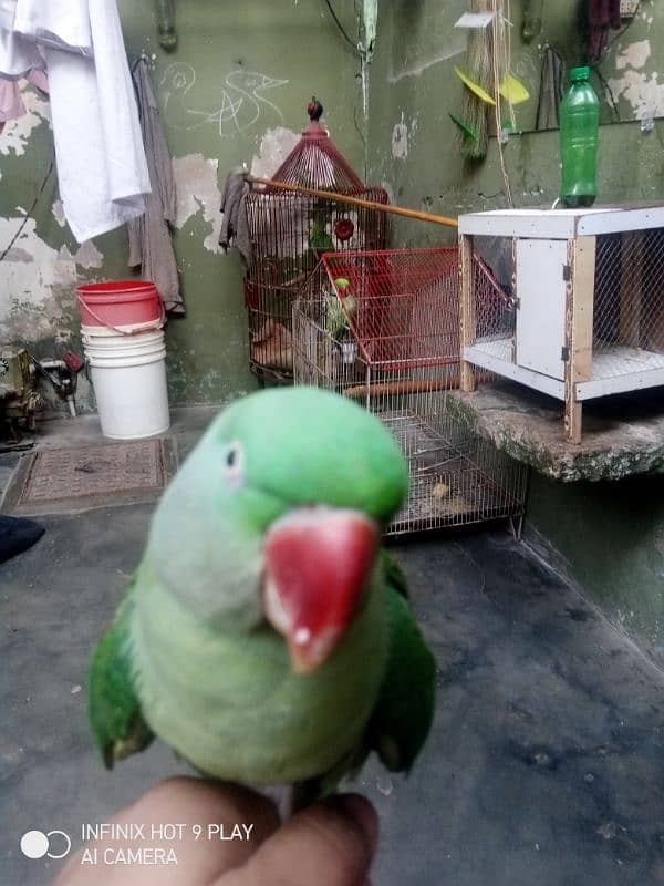 kashmiri parrot male and female 2