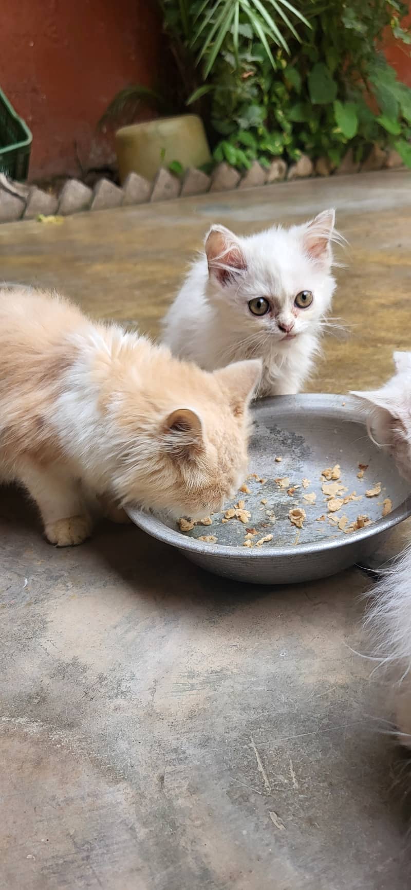 2 whaite Male kitten 1 cream male kitten grey not for sale 7