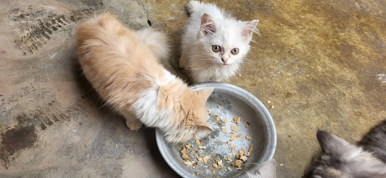 2 whaite Male kitten 1 cream male kitten grey not for sale 9