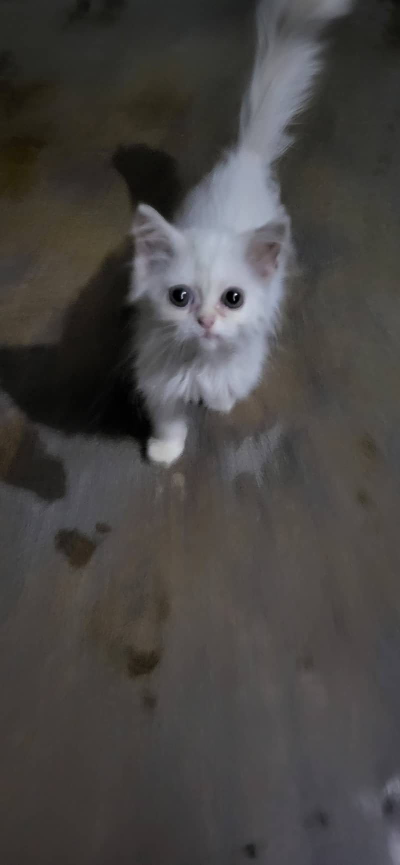 2 whaite Male kitten 1 cream male kitten grey not for sale 11