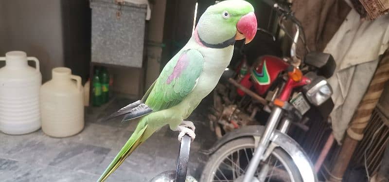 Raw parrot with 3 years age 1