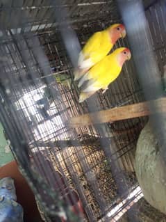 Latino breeder pair