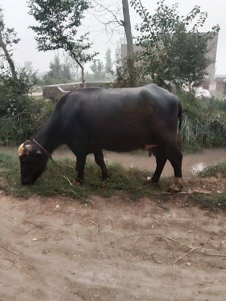 buffalo for sale 3