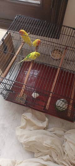 birds for sale near to breed