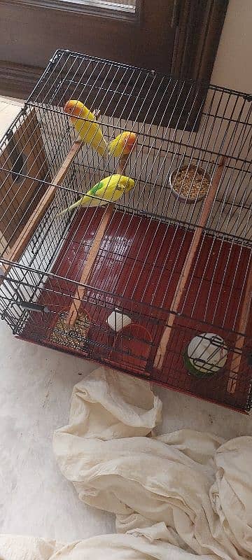 birds for sale near to breed 0